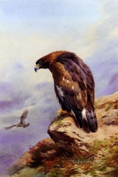  gold - A Golden Eagle Archibald Thorburn Vögel
